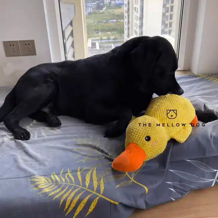 LAST DAY SALE-55% OFF 🔥 Calming Duck Toy