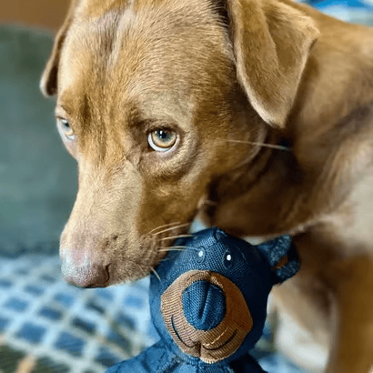 【✨Official Brand Store】 Indestructible Bear For Heavy Chewers🐾